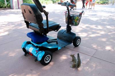 Photo illustrating Squirrel at Epcot