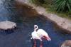 Flamingos_at_Jambo_House.jpg