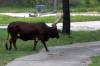 Ankole_Cattle_on_the_Savanna.jpg