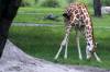 Baby_Giraffe.jpg