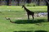 Balcony_AM_Giraffe_and_Antelop_on_the_Savanna_3.jpg