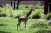 Balcony_AM_Giraffes_on_the_Savanna_3.jpg