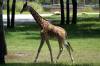 Balcony_AM_Giraffes_on_the_Savanna_5.jpg