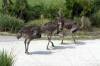 Balcony_PM_Ostrich_Herd_2.jpg