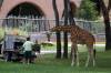 Feeding_Giraffes_on_the_Savanna.jpg