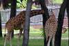 Feeding_Giraffes_on_the_Savanna_6.jpg