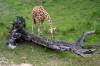 Giraffe_Dining_AKL_CL_2.jpg