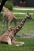 Giraffes_on_the_Savanna_4.jpg