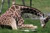 Giraffes_on_the_Savanna_Up_Close.jpg