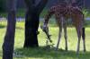 Savanna_View_Giraffe_10.jpg