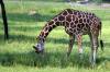 Savanna_View_Giraffe_6.jpg