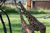 Savanna_View_Two_Giraffes_2.jpg