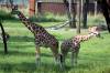 Savanna_View_Two_Giraffes_6.jpg