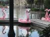 Flamingo_Paddle_boats.JPG