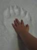 Polar_bear_paw_print.JPG