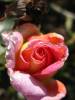 MK-pink-orange-rose.jpg