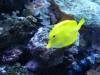 Epcot_Aquarium_yellow_fish.JPG
