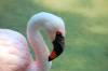 09_16_11_Discovery_Island_Flamingo_2_.JPG