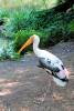 09_16_11_Discovery_Island_Painted_Stork_3_.JPG