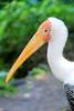 09_16_11_Discovery_Island_Painted_Stork_4_.JPG