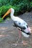 09_16_11_Discovery_Island_Painted_Stork_5_.jpg