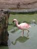 AK-Flamingo.jpg