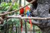 Macaws_01_1_of_1_.jpg