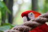 Macaws_03_1_of_1_.jpg