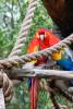 Macaws_05_1_of_1_.jpg