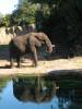 0306_Elephant_2.JPG