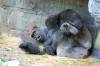 9_15_09_Pangani-Gorilla_14.JPG