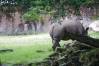 Kilimanjaro_Safari_03_Rhino_1_of_1_.jpg