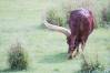 Kilimanjaro_Safari_14_Ankole_Cattle_1_of_1_.jpg