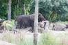 Kilimanjaro_Safari_16_Elephant_1_of_1_.jpg