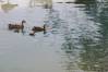 Kilimanjaro_Safari_21_Ducks_1_of_1_.jpg