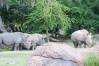 Kilimanjaro_Safari_26_Rhinos_1_of_1_.jpg