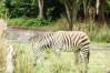 Kilimanjaro_Safari_33_Zebra_1_of_1_.jpg