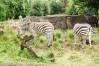 Kilimanjaro_Safari_36_Zebras_1_of_1_.jpg