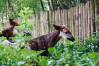 Pangani_Forest_Exploration_Trail_01_Okapi_1_of_1_.jpg