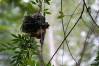 Pangani_Forest_Exploration_Trail_06_Golden_Weaver_1_of_1_.jpg