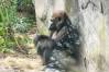 Pangani_Forest_Exploration_Trail_15_Gorillas_1_of_1_.jpg