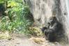 Pangani_Forest_Exploration_Trail_16_Gorillas_1_of_1_.jpg