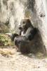 Pangani_Forest_Exploration_Trail_17_Gorillas_1_of_1_.jpg