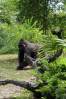 Pangani_Forest_Female_Gorilla.jpg