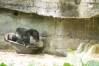 Pangani_Forest_Trail_21_Gorillas_1_of_1_.jpg