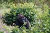 Pangani_Forest_Trail_25_Gorillas_Geno_1_of_1_.jpg