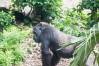 Pangani_Forest_Trail_26_Gorillas_1_of_1_.jpg