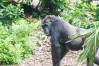 Pangani_Forest_Trail_27_Gorillas_1_of_1_.jpg