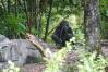 Pangani_Forest_Trail_29_Gorillas_Lily_1_of_1_.jpg