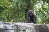 Pangani_Forest_Trail_30_Gorillas_Lily_1_of_1_.jpg